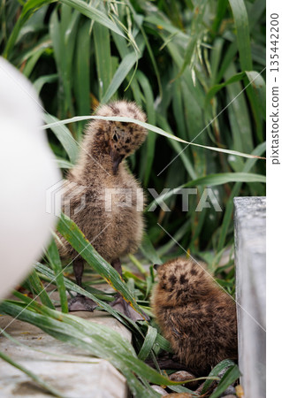 Black-tailed gull chicks on Kabushima Island (Hachinohe City, Aomori Prefecture) Black-tailed gull chicks on Kabushima Island (Hachinohe City, Aomori Prefecture) 135442200