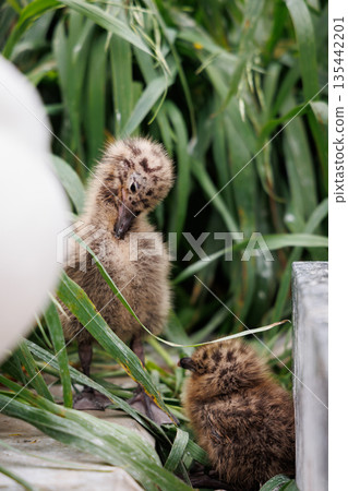 Black-tailed gull chicks on Kabushima Island (Hachinohe City, Aomori Prefecture) 135442201