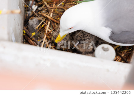 Black-tailed gull chicks on Kabushima Island (Hachinohe City, Aomori Prefecture) Black-tailed gull chicks on Kabushima Island (Hachinohe City, Aomori Prefecture) 135442205