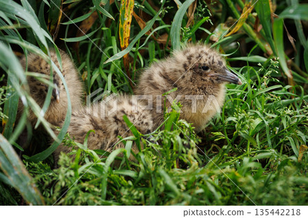 Black-tailed Gull Chick (Kabushima Shrine) Black-tailed Gull Chick (Kabushima Shrine) 135442218