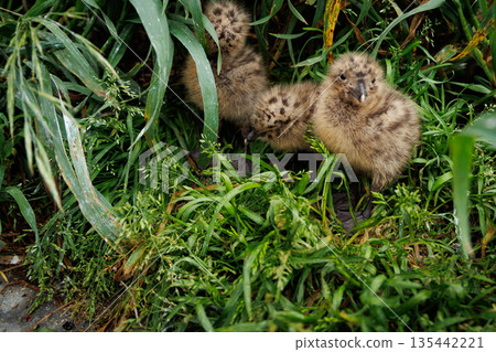 Newly hatched black-tailed gull chicks (Hachinohe City, Aomori Prefecture) Newly hatched black-tailed gull chicks (Hachinohe City, Aomori Prefecture) 135442221