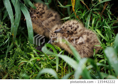 Newly hatched black-tailed gull chicks (Hachinohe City, Aomori Prefecture) Newly hatched black-tailed gull chicks (Hachinohe City, Aomori Prefecture) 135442222