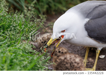 Feeding black-tailed gull chicks (Kabushima Shrine, Hachinohe City, Aomori Prefecture) Feeding black-tailed gull chicks (Kabushima Shrine, Hachinohe City, Aomori Prefecture) 135442228