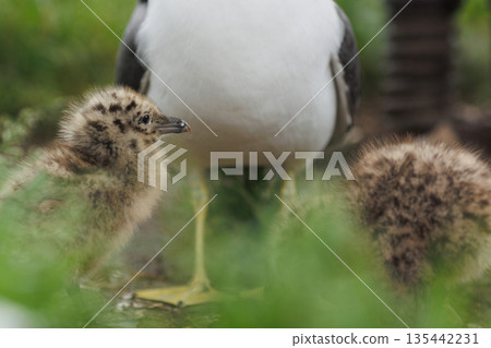 Black-tailed gull chicks and parents (Kabushima Shrine, Hachinohe City, Aomori Prefecture) 135442231