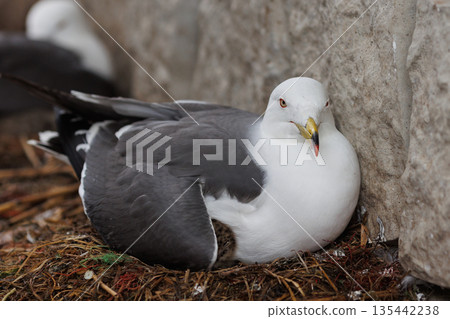 A black-tailed gull parent keeping its chick warm (a natural monument) A black-tailed gull parent keeping its chick warm (a natural monument) 135442238