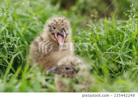 A black-tailed gull chick in the grass (Photo taken in Hachinohe, Aomori Prefecture) 135442249