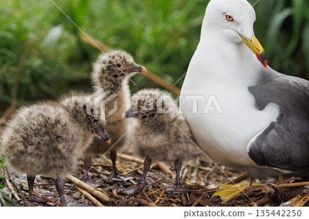 黑尾鷗親鳥與幼鳥(照片拍攝於青森縣八戶市) 黑尾鷗親鳥與幼鳥(照片拍攝於青森縣八戶市) 135442250