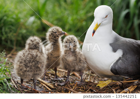 Black-tailed Gull parent and chick (Photo taken on Kabushima Island) Black-tailed Gull parent and chick (Photo taken on Kabushima Island) 135442251