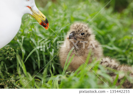 Black-tailed Gull parent and chick (Photo taken at Kabushima Shrine) Black-tailed Gull parent and chick (Photo taken at Kabushima Shrine) 135442255