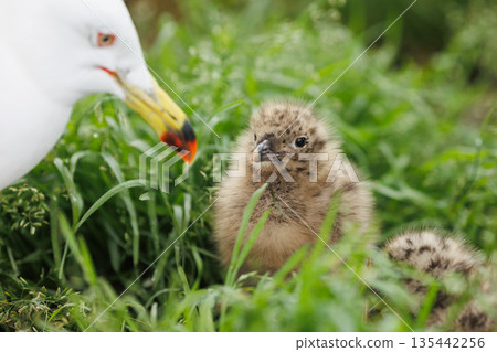 Black-tailed Gull parent and chick (Photo taken at Kabushima Shrine) Black-tailed Gull parent and chick (Photo taken at Kabushima Shrine) 135442256