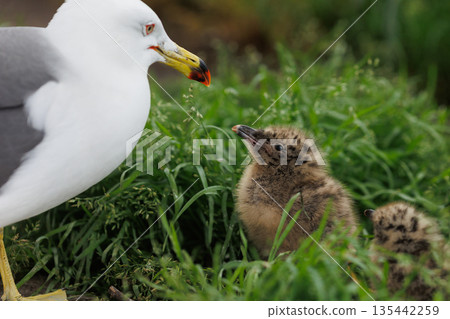 Black-tailed Gull parent and chick (Photo taken at Kabushima Shrine) Black-tailed Gull parent and chick (Photo taken at Kabushima Shrine) 135442259