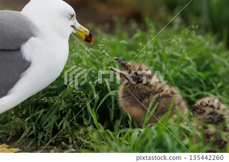 Black-tailed Gull parent and chick (Photo taken at Kabushima Shrine) 135442260