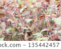 Photo of red shiso spikes 135442457