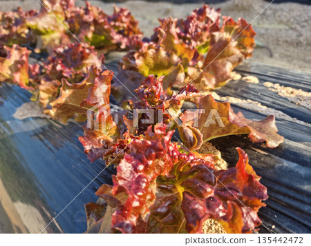 This is a field planted with red lettuce. This is a field planted with red lettuce. 135442472