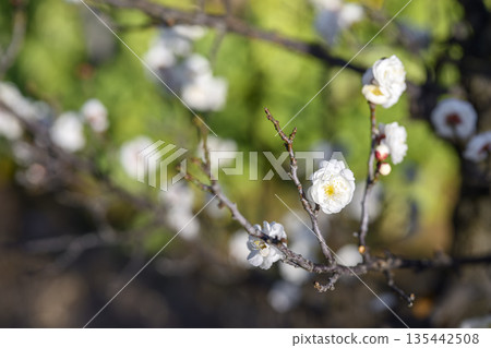 Double Winter Solstice White Plum Blossoms Plum Blossoms Winter Spring January Material [Kanagawa Prefecture] 135442508