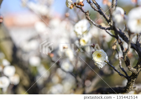 Double Winter Solstice White Plum Blossoms Plum Blossoms Winter Spring January Material [Kanagawa Prefecture] 135442514