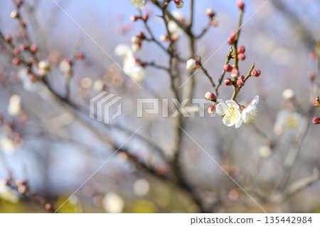 Juro White Plum Blossoms Plum Blossoms Winter Spring January Material [Kanagawa Prefecture] 135442984