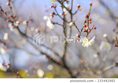 Juro White Plum Blossoms Plum Blossoms Winter Spring January Material [Kanagawa Prefecture] 135442985