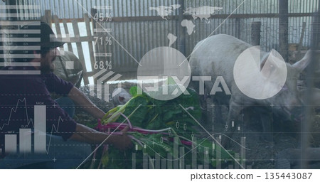 Feeding farmer wearing hat kneeling inside metal pig pen, with leafy greens and pig, copy space 135443087