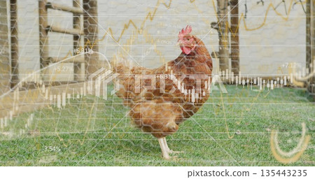 Standing single brown hen pecking grass in farm yard, with wooden ladder and finance charts overlay Standing single brown hen pecking grass in farm yard, with wooden ladder and finance charts overlay 135443235