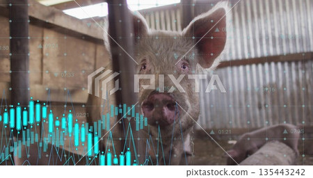 Peeking adult pig pressing face through vertical bars in barn stall, with stock chart overlay Peeking adult pig pressing face through vertical bars in barn stall, with stock chart overlay 135443242