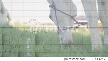 Grazing white horse wearing purple halter in pasture, with translucent line and bar chart overlay 135443247