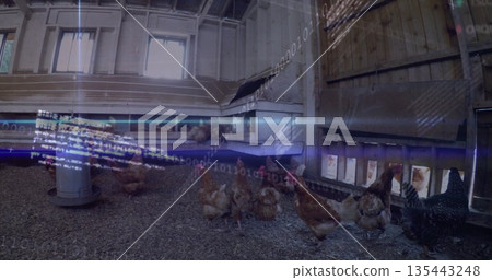 Roaming hens exploring wooden chicken coop interior, with metal feeder and nesting box openings Roaming hens exploring wooden chicken coop interior, with metal feeder and nesting box openings 135443248