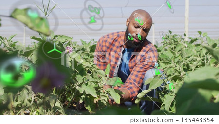 Crouching mid adult man wearing plaid shirt harvesting eggplants on farm, with wires digital icons Crouching mid adult man wearing plaid shirt harvesting eggplants on farm, with wires digital icons 135443354