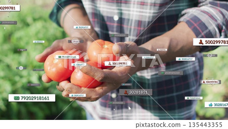 Farmer in plaid shirt holding ripe red tomatoes in tomato field, with data labels 135443355