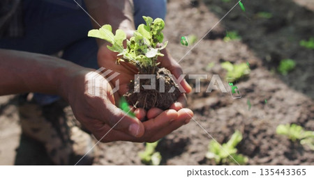 Planting gardener kneeling in sunlit garden bed wearing jeans and boots, holding seedling in hands 135443365