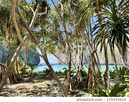 The famous Maya Bay beach with azure waters on the island of Phi Phi in Thailand in the Andaman Sea 135443624