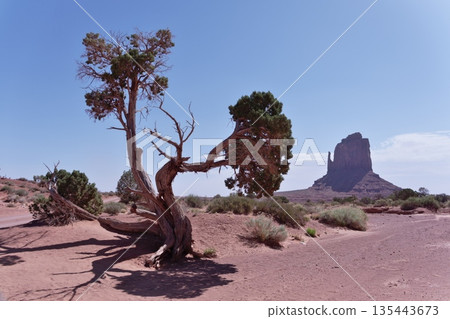從紀念碑谷野貓步道3公里處可以看到詹尼珀山和東手套山。 135443673