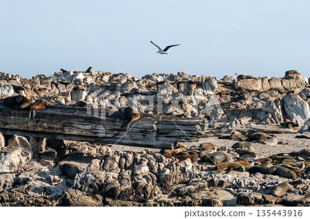 Cape fur seals resting on rocky island with a seagull flying overhead. Wildlife 135443916