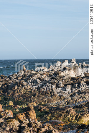Large group, fur seals colony on rocky beach of Atlantic Ocean coast Large group, fur seals colony on rocky beach of Atlantic Ocean coast 135443918