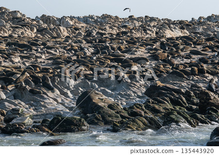 Fur seals sleeps on the rocks of the Atlantic Ocean coast, South Africa Fur seals sleeps on the rocks of the Atlantic Ocean coast, South Africa 135443920