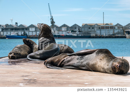 Group of cape fur seal resting on a wooden pier with a harbor in the background Group of cape fur seal resting on a wooden pier with a harbor in the background 135443921