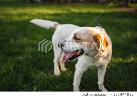 Happy dog enjoying a sunny afternoon in the park Happy dog enjoying a sunny afternoon in the park 135444052