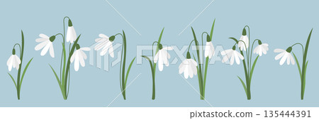 First snowdrops set vector graphics 135444391