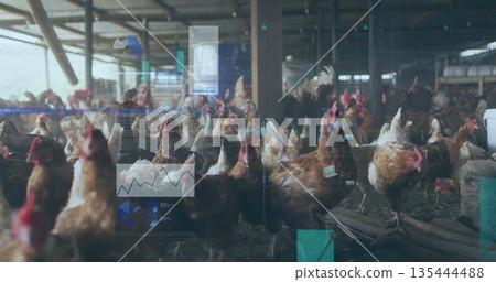 Pecking brown hens roaming on straw floor in poultry barn, with feed troughs and metal beams Pecking brown hens roaming on straw floor in poultry barn, with feed troughs and metal beams 135444488
