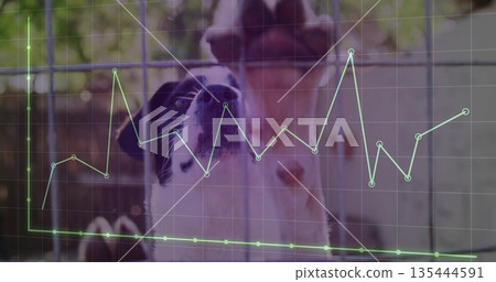 Peering black and white dog pressing nose against wire fence in kennel, with data lines overlay 135444591