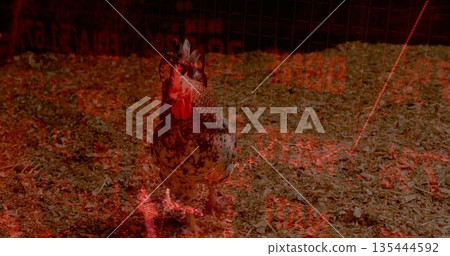 Standing speckled brown and white chicken surveying shavings in wire cage, red stock market overlay Standing speckled brown and white chicken surveying shavings in wire cage, red stock market overlay 135444592