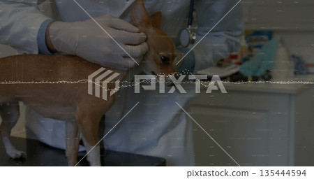 Listening male vet holding Chihuahua on metal exam table in clinic, with stethoscope and gloves 135444594