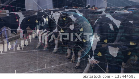 Feeding Holstein dairy cows in covered barn with yellow ear tags and railings, financial overlay 135444595