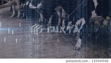 Monitoring dairy cows standing on concrete floor in barn, with stanchion bars and bar chart overlay 135444598