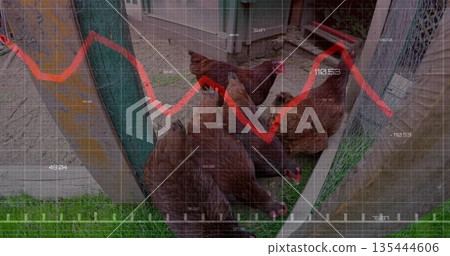 Pecking six brown hens pressing against wire mesh fence at backyard farm, with red line graph Pecking six brown hens pressing against wire mesh fence at backyard farm, with red line graph 135444606