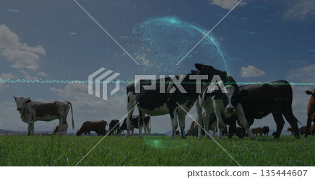 Grazing Holstein cows on green pasture, with holographic globe and turquoise waveform overlays 135444607