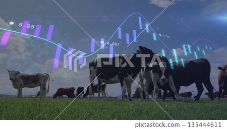 Grazing herd of Holstein and brown cattle feeding on green pasture, with digital financial overlays Grazing herd of Holstein and brown cattle feeding on green pasture, with digital financial overlays 135444611