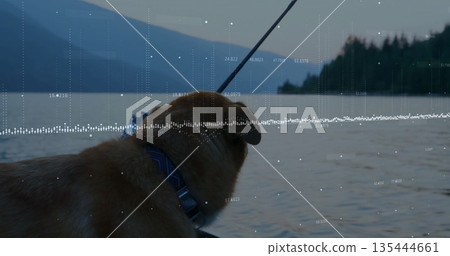 Standing harnessed golden-furred dog gazing over mountain lake dock, fishing rod and data overlay Standing harnessed golden-furred dog gazing over mountain lake dock, fishing rod and data overlay 135444661