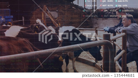 Inspecting farmers in work clothes leaning on metal fence observing cows in farmyard with ear tags 135444681