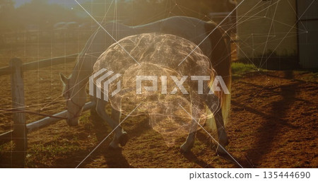 Grazing pale horse in farm pen with 3D brain overlay, network lines, wooden fence by barn Grazing pale horse in farm pen with 3D brain overlay, network lines, wooden fence by barn 135444690